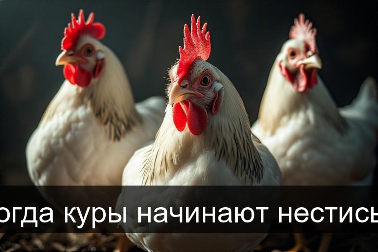 Когда куры начинают нестись?